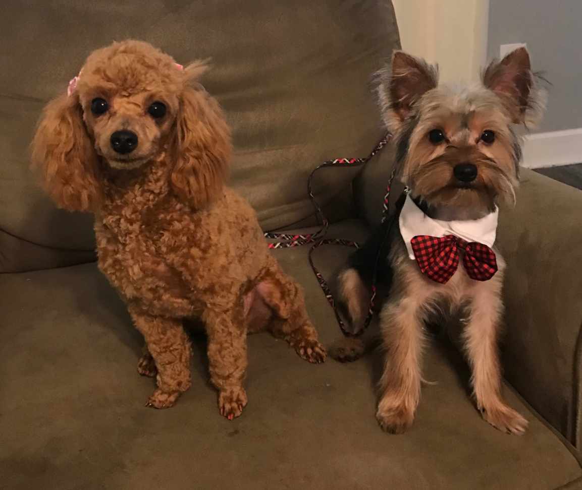 Photo Gallery Donna's Kountry Kennels