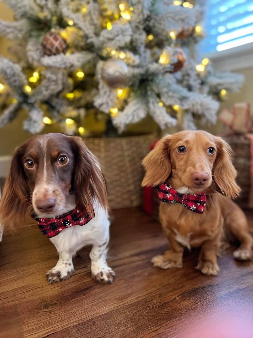Past Puppies Donna's Kountry Kennels
