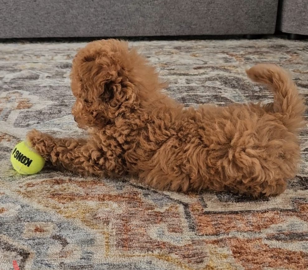 Puppy Family!! Donna's Kountry Kennels